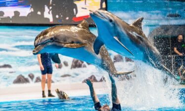 Dubai Dolphinarium